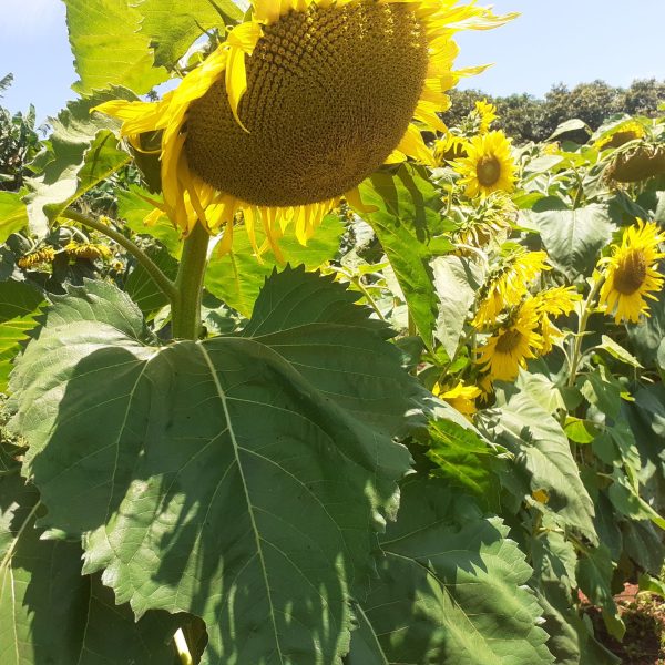 Agroecosystem